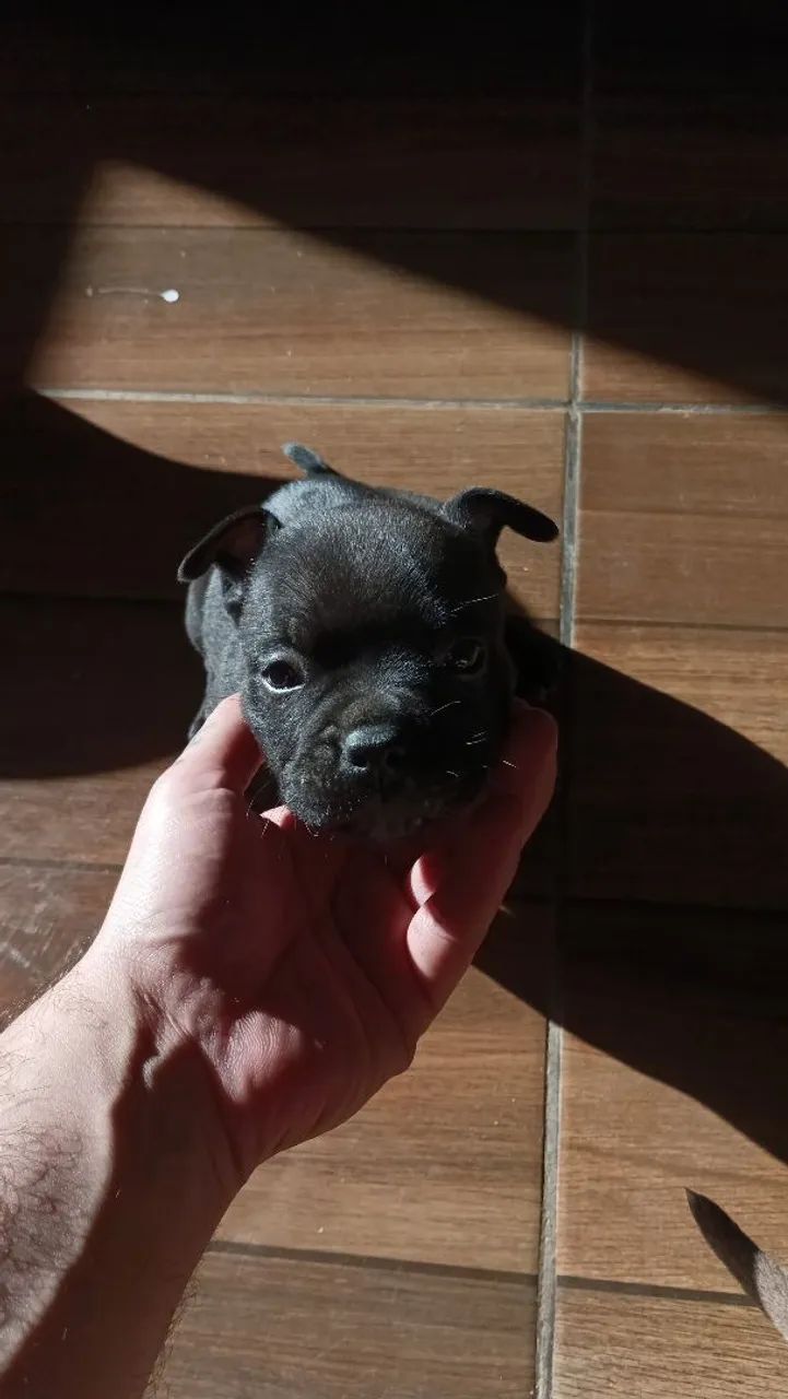 American Bully 