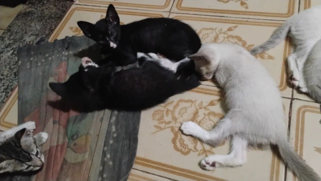 Doação Gatinhos - Foto 2