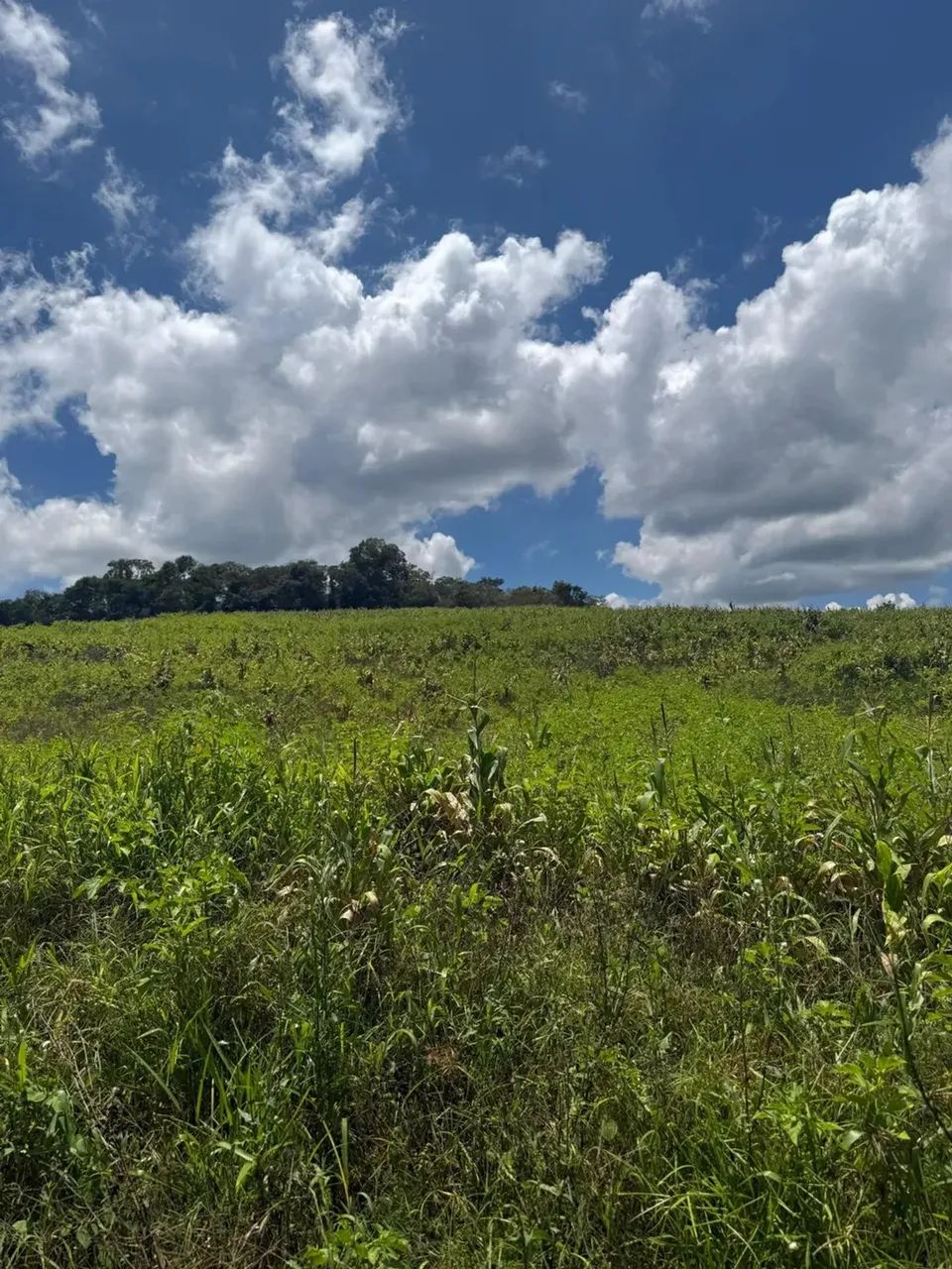 Terrenos para venda tem 1000 metros quadrados em Colégio - Ibiúna - SP - Foto 5