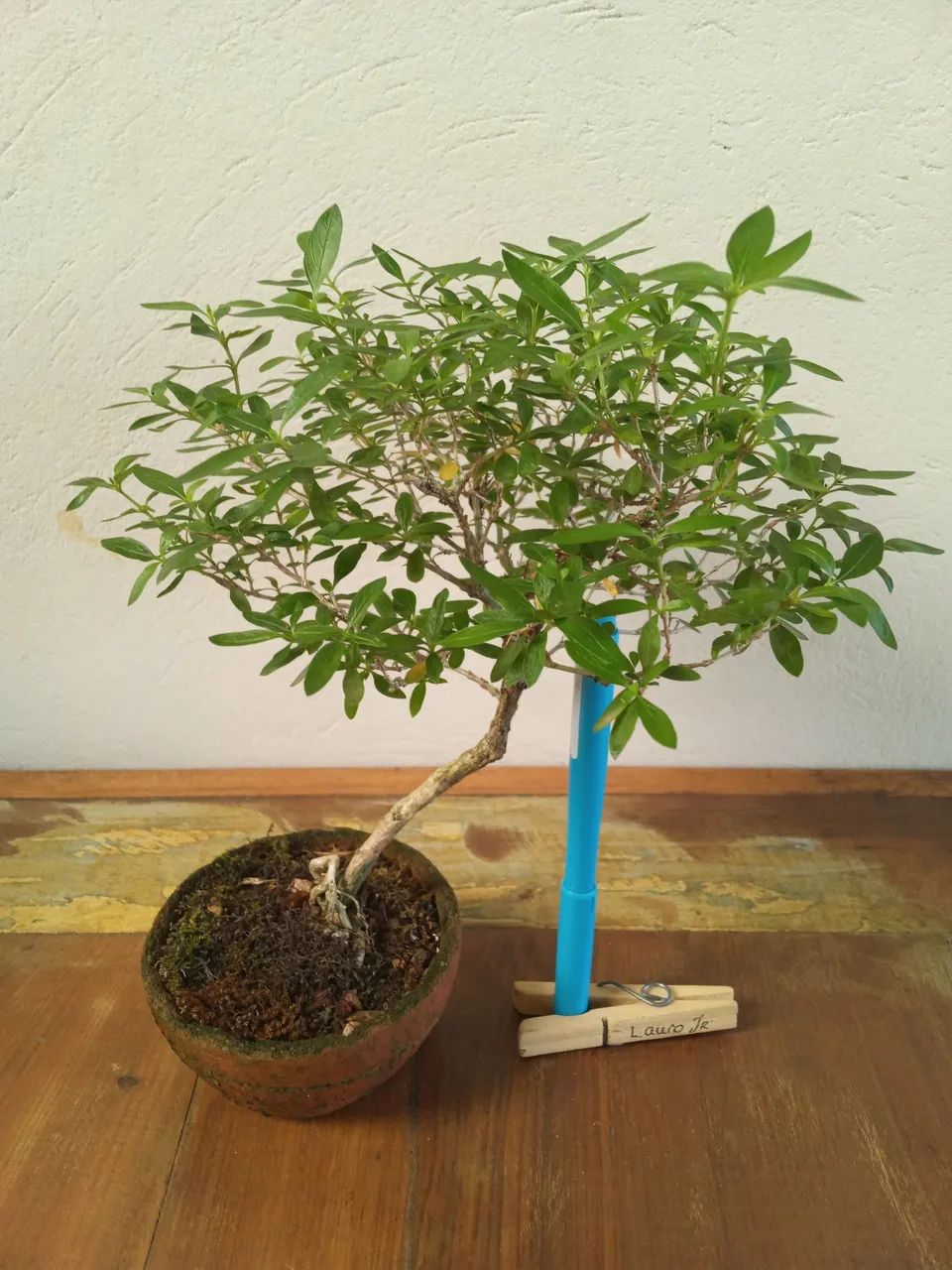 Bonsai R$ 60.00 - Jardinagem e Plantas - Santa Catarina, Joinville