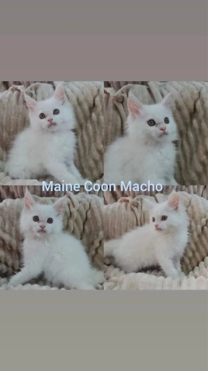 Maine Coon Filhotes - Gatil BSB Cat - Foto 4