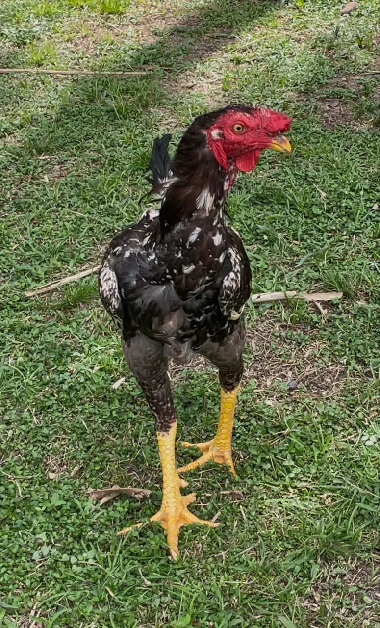 Galo mestiço 
