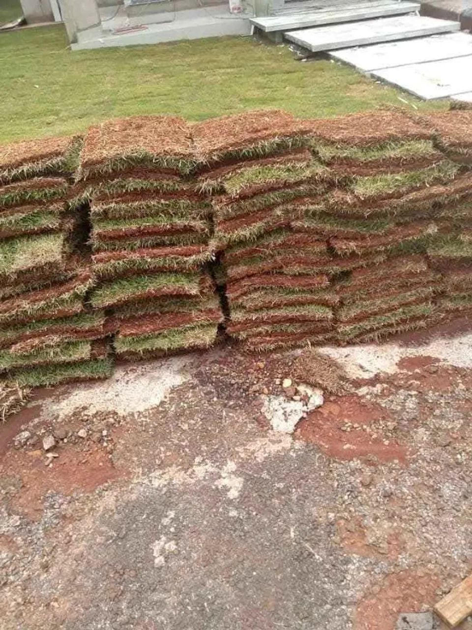 Grama Esmeralda (plantio e vendas)