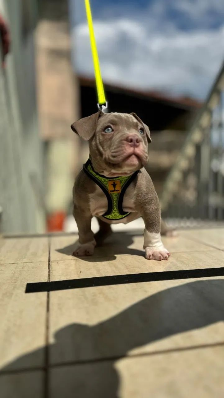 American Bully  - Foto 2
