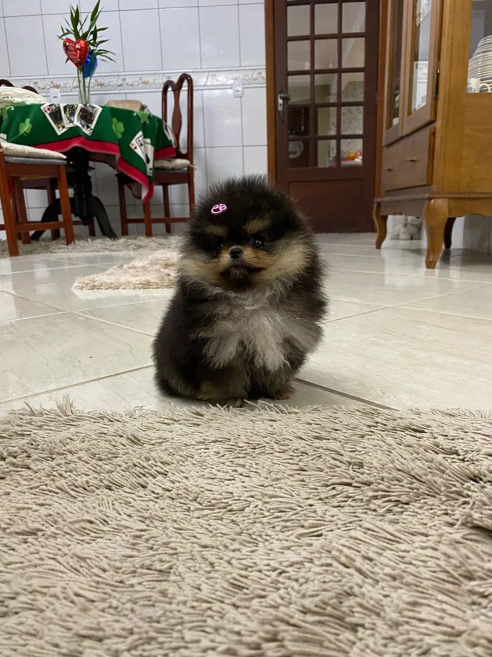 Spitz alemão anão ursinho - Foto 3