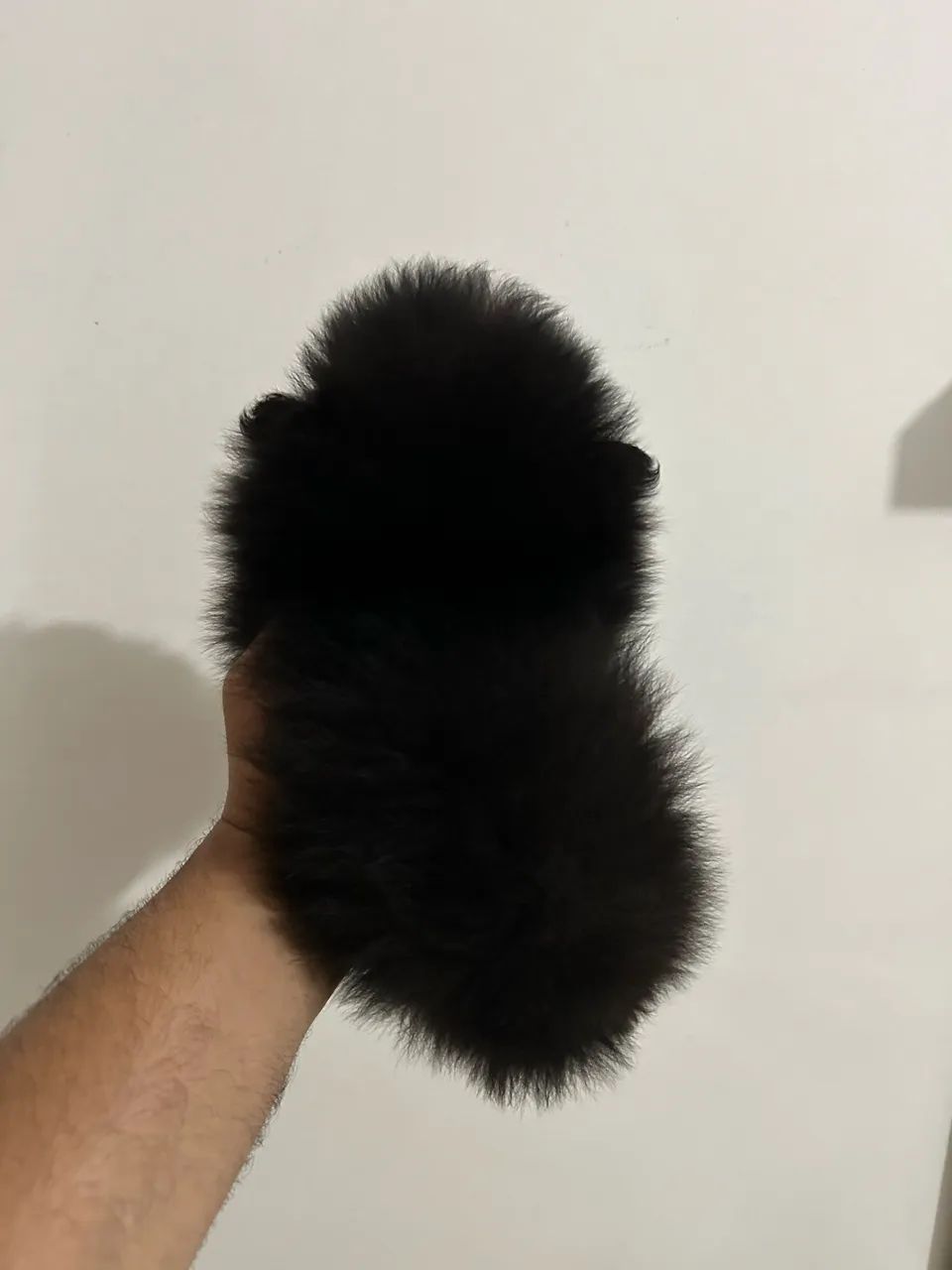 Sptiz alemão anão  - Foto 2
