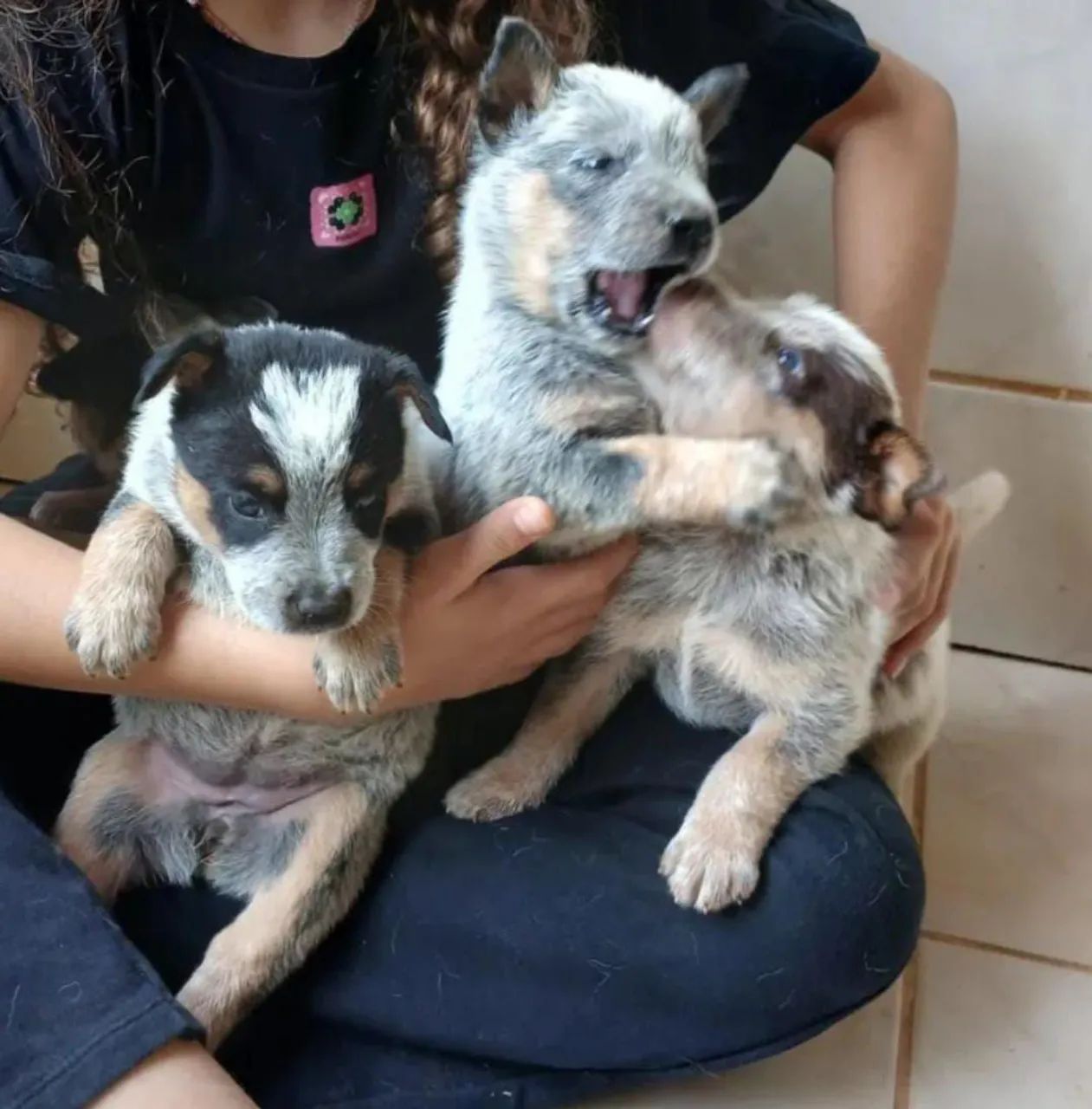 Filhotes Blue Heeler / Boiadeiro / Burriler - Cachorros - Nova Marabá ...