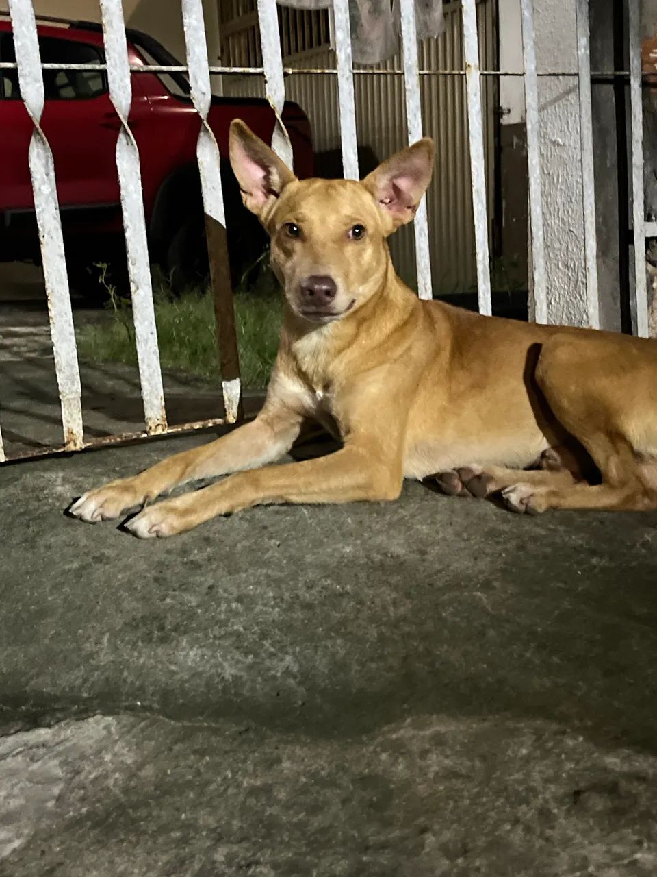 Adoção responsável  - Foto 3