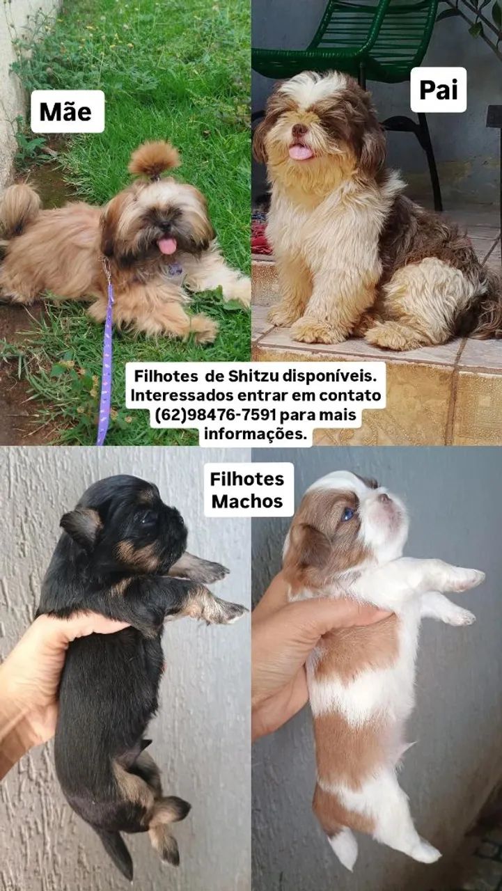 Filhotes de Shitzu disponíveis.