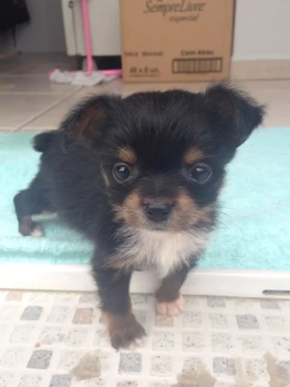 Yorkshire com Pinscher barato 