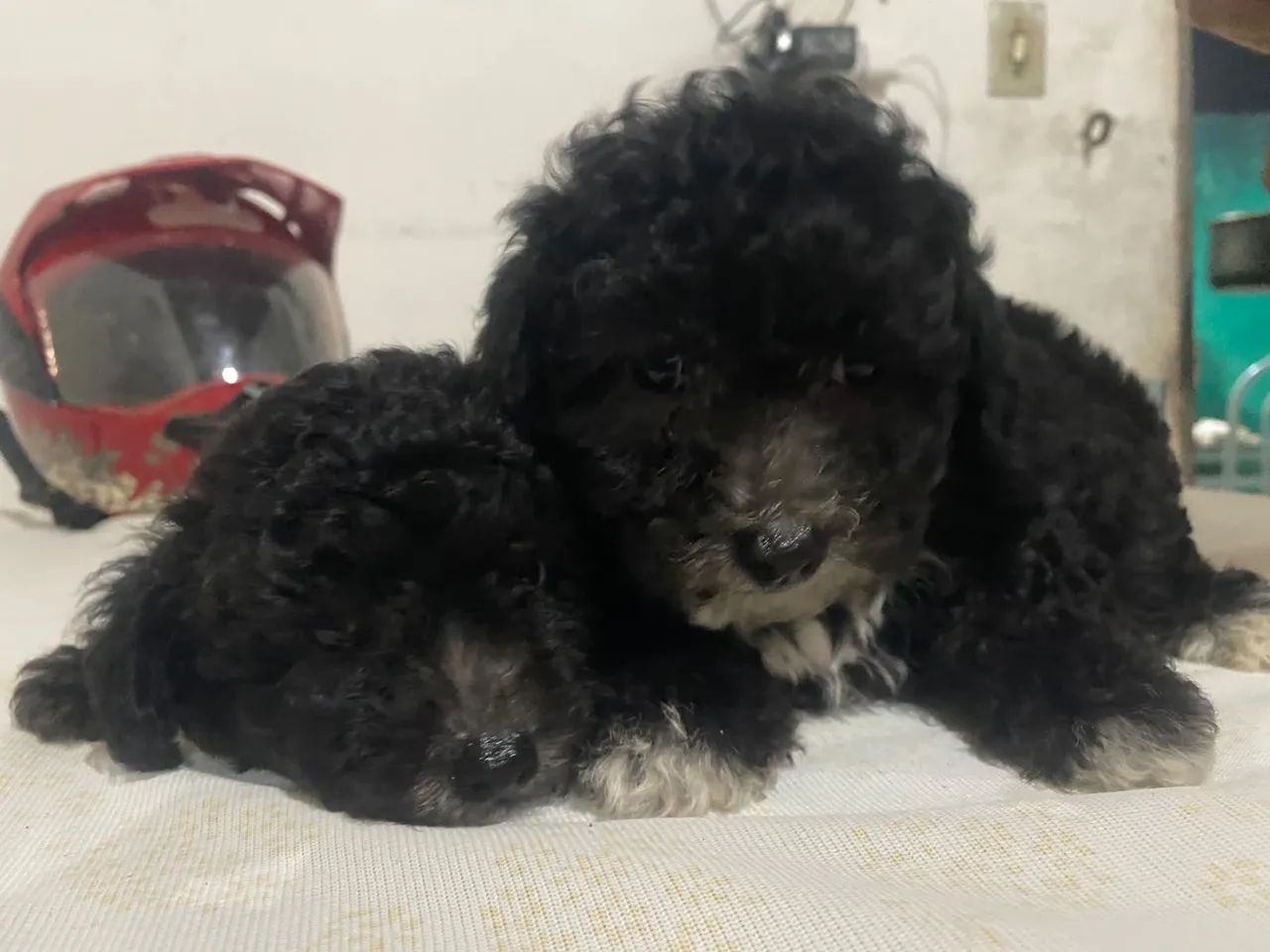 Poodle toy por R$ 650 - Foto 2