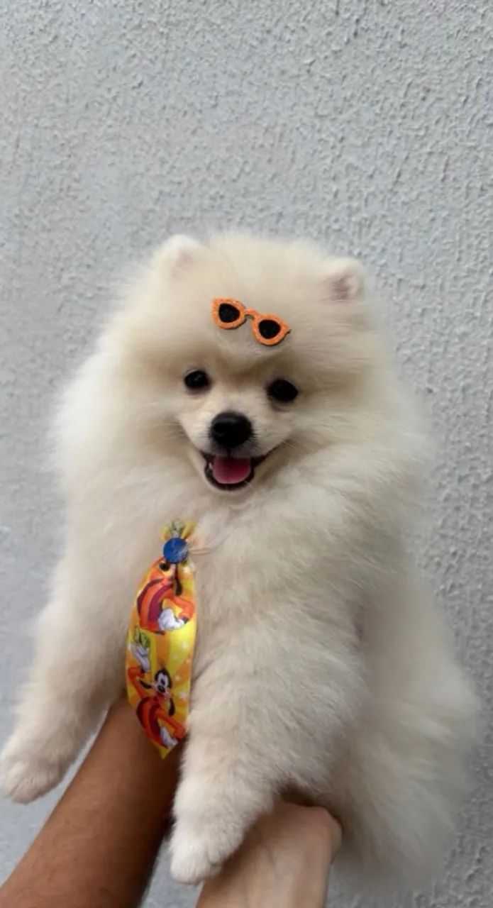 Spitz alemão  - Foto 3