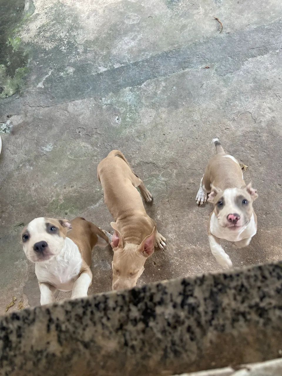 Cachorro  - Foto 2