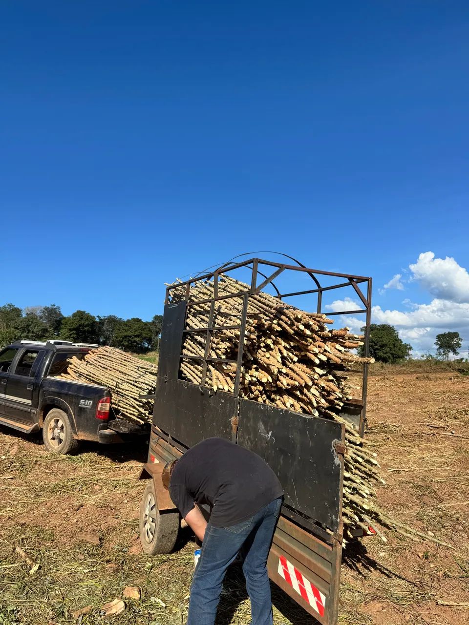 Ramas de mandioca amarela - Foto 4