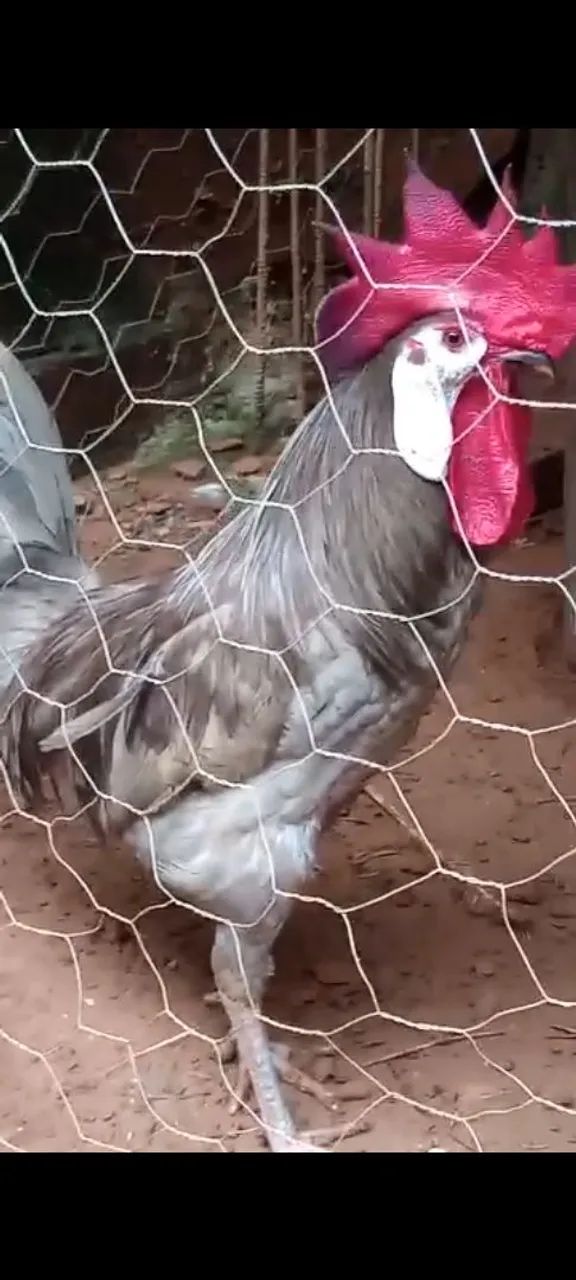 Pintinhos franguinhos galinhas e galos  ovos galados da raça espanhola cará de palhaço  - Foto 3