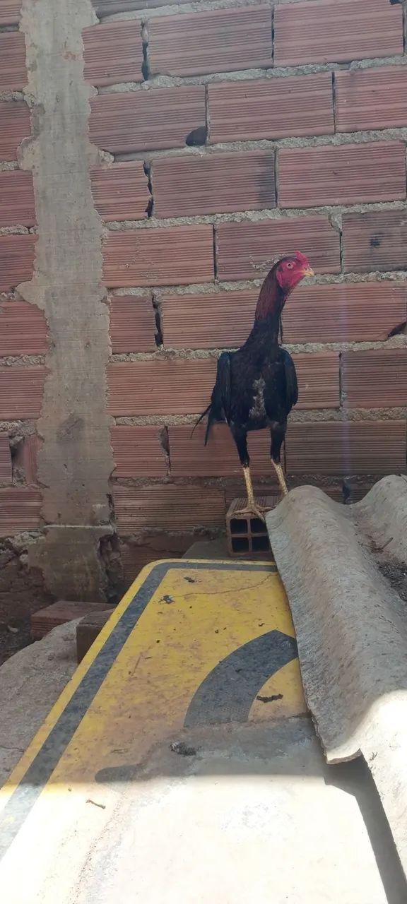 frango índio  - Foto 3