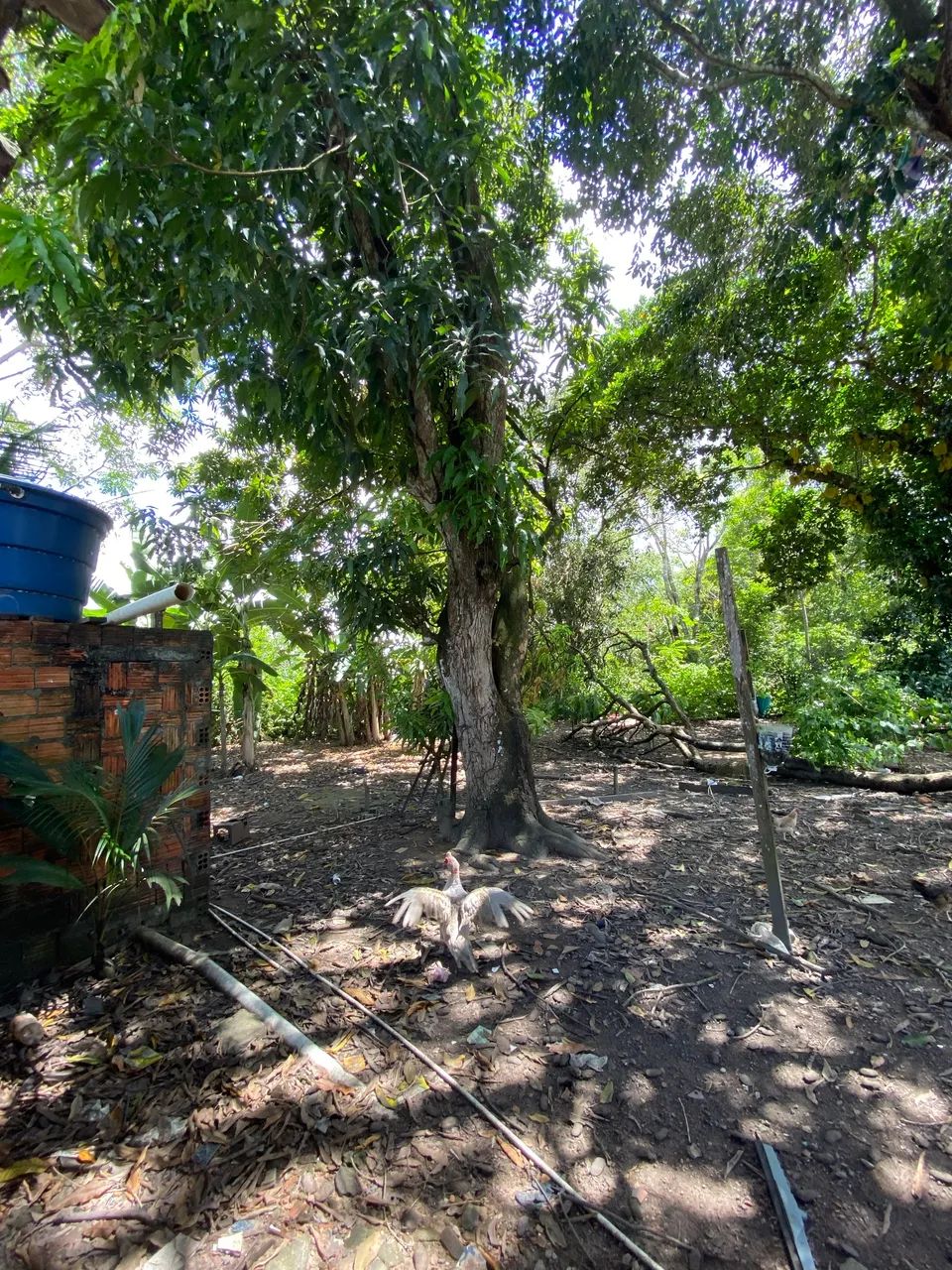 Negócio uma casa  - Foto 4