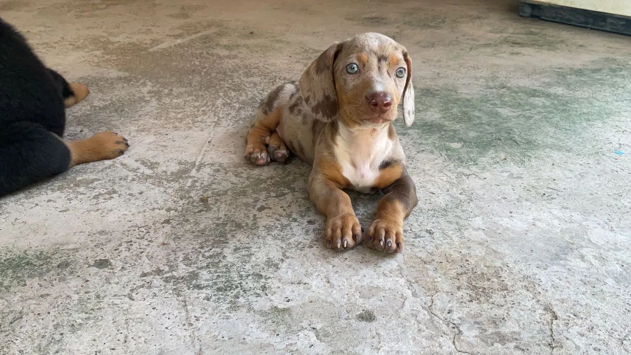 Dachshund Chocolate Merle  - Foto 2