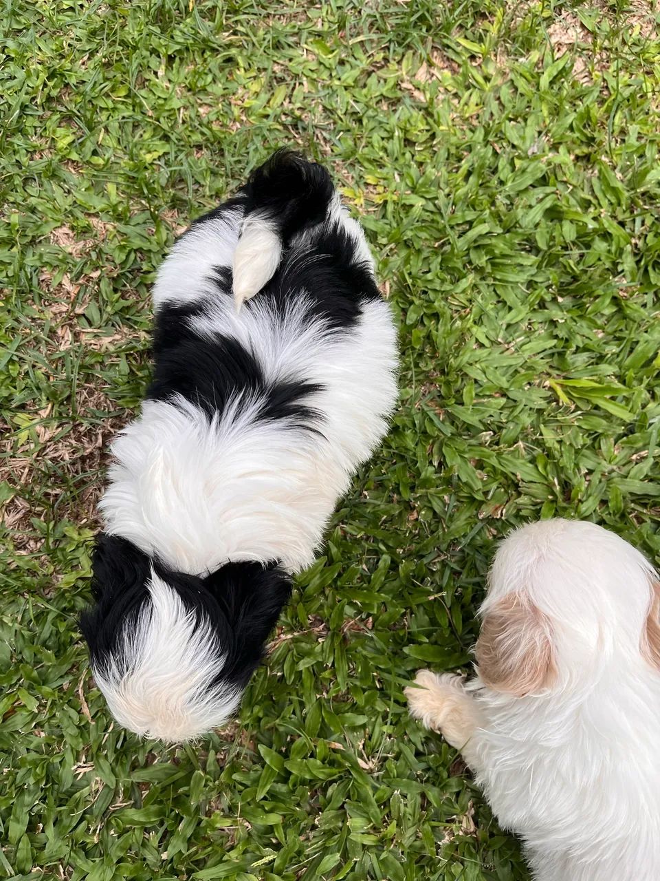 Shih tzu - Foto 5