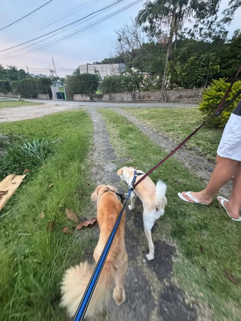 PET SITTER FLORIANÓPOLIS  - Foto 3