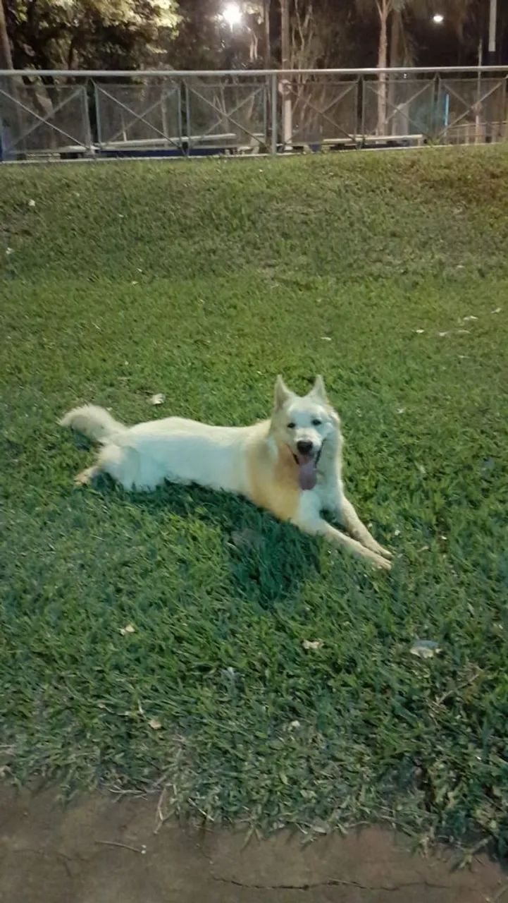 Pastor suíço  - Foto 3