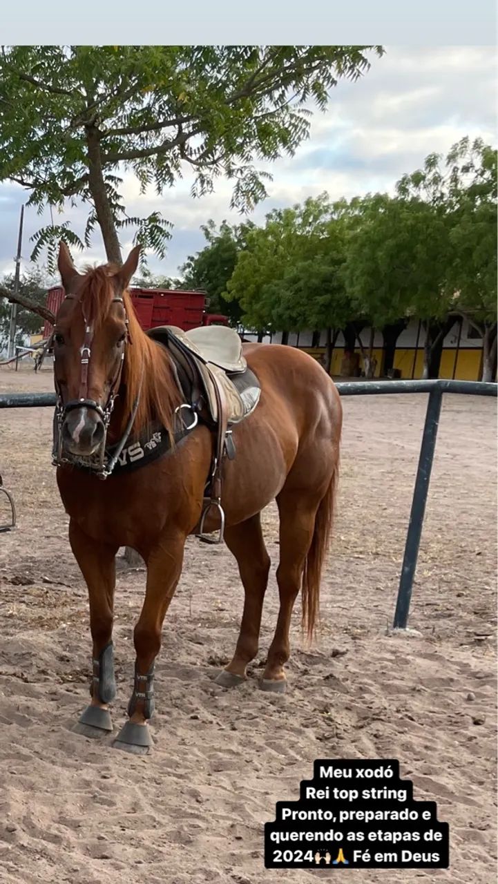 Cavalo de direita quarto de milha vaquejada 