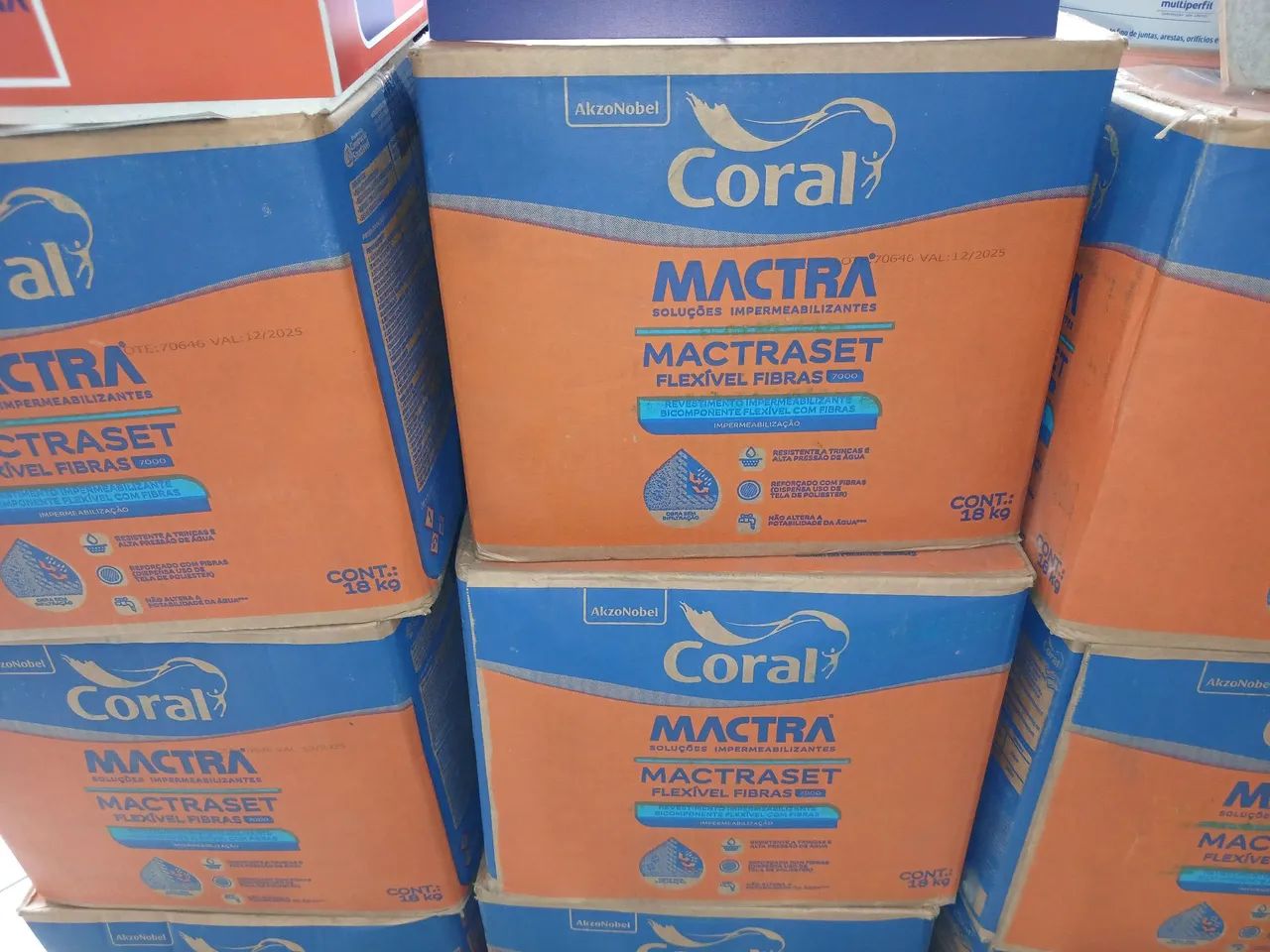 Macta mactraset - Foto 2