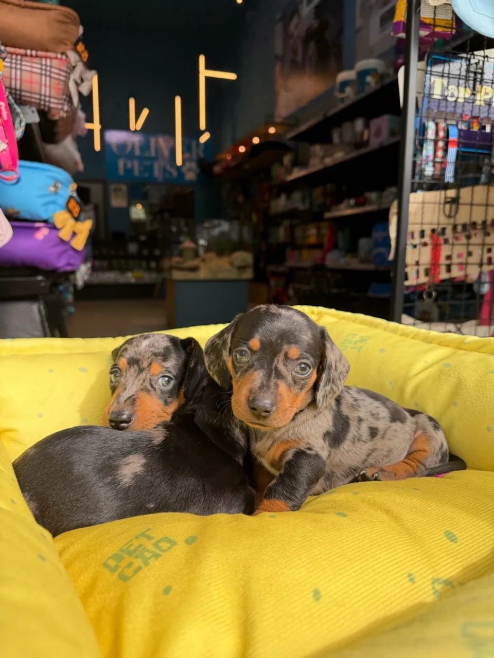 Dachshund arlequim macho  - Foto 5
