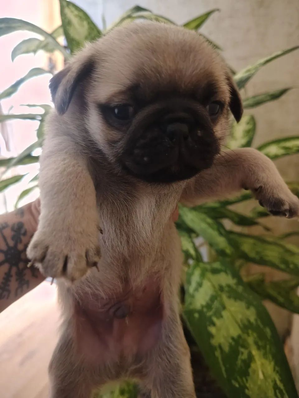 Pug macho abricot  - Foto 4