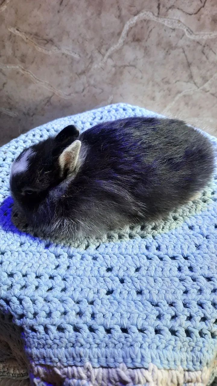 Coelhos mini - Foto 3