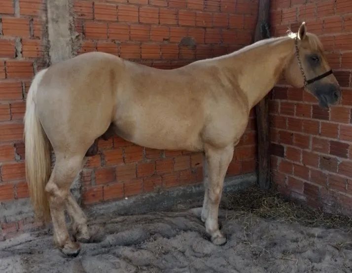 Cavalos - Foto 3