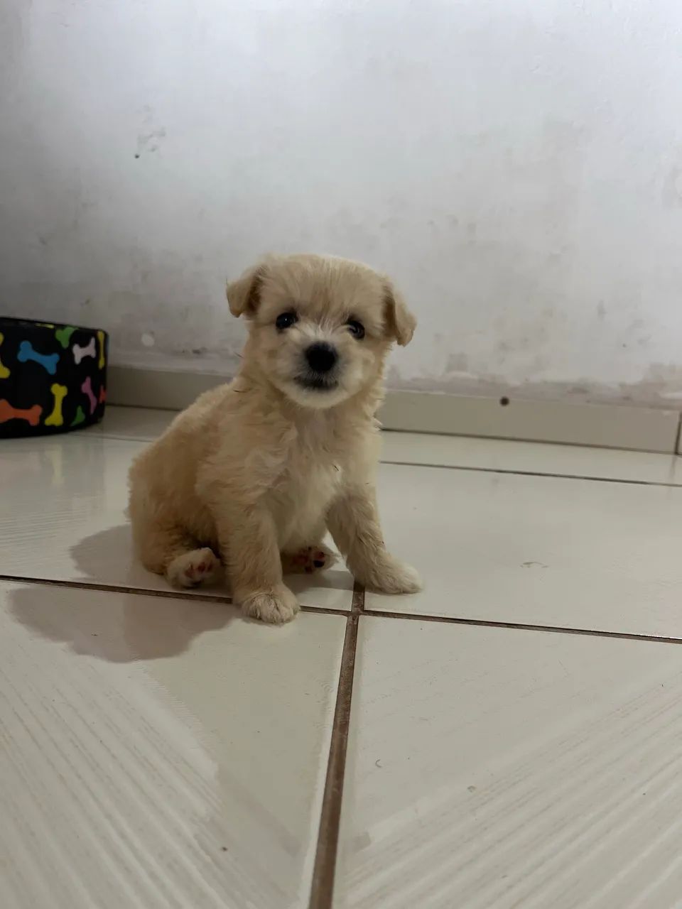  Poodle macho  - Foto 3