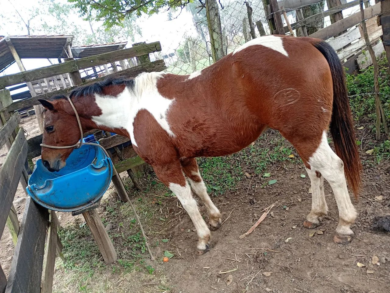 Cavalo quarto de milha Bulldog pampa - Foto 5