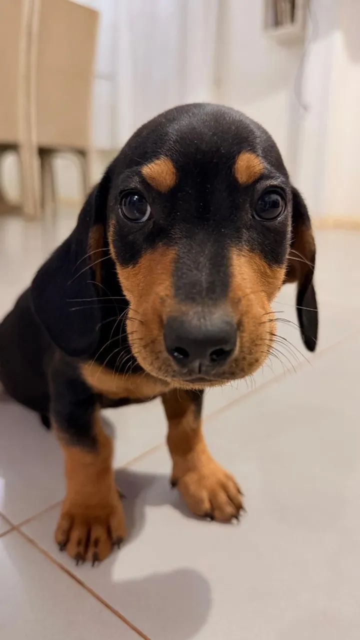 Cachorro  - Foto 2