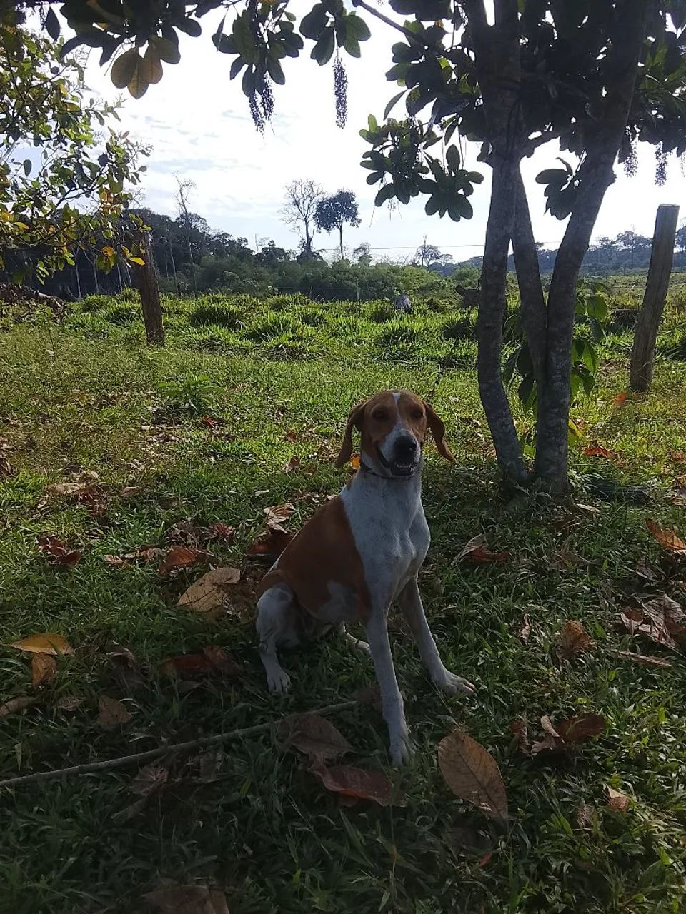 Cachorro americano 