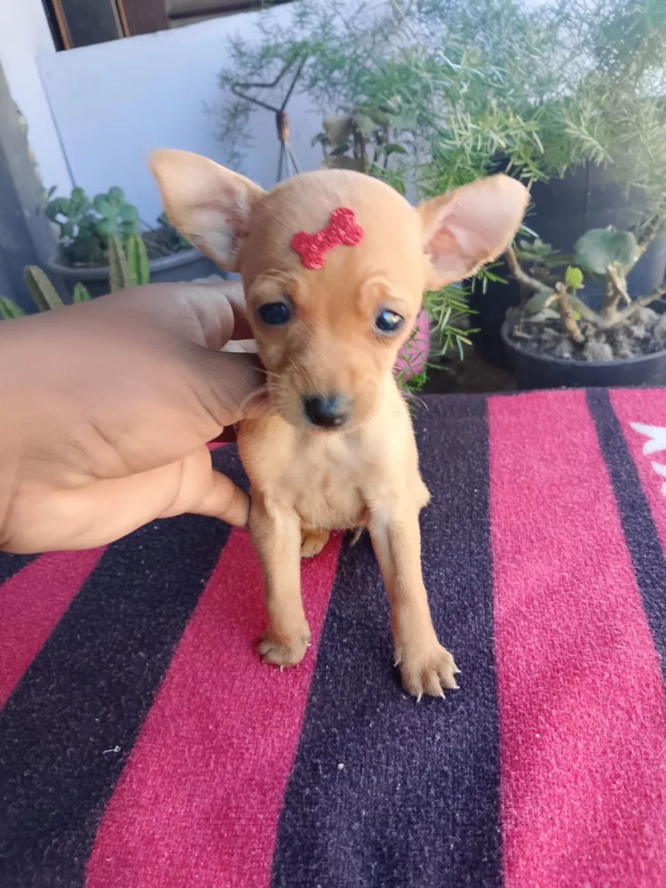 Pinscher com garantias e vacinado 