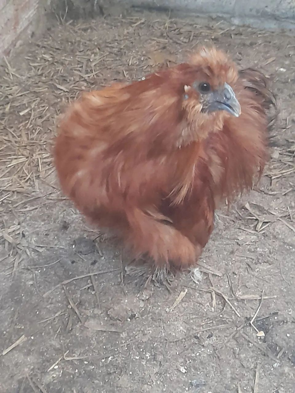 galinha