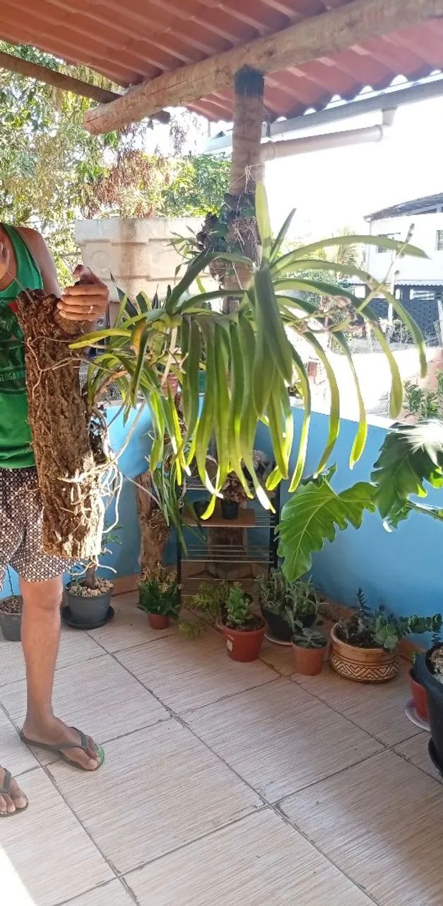 Orquídea Vanda florida  - Foto 4