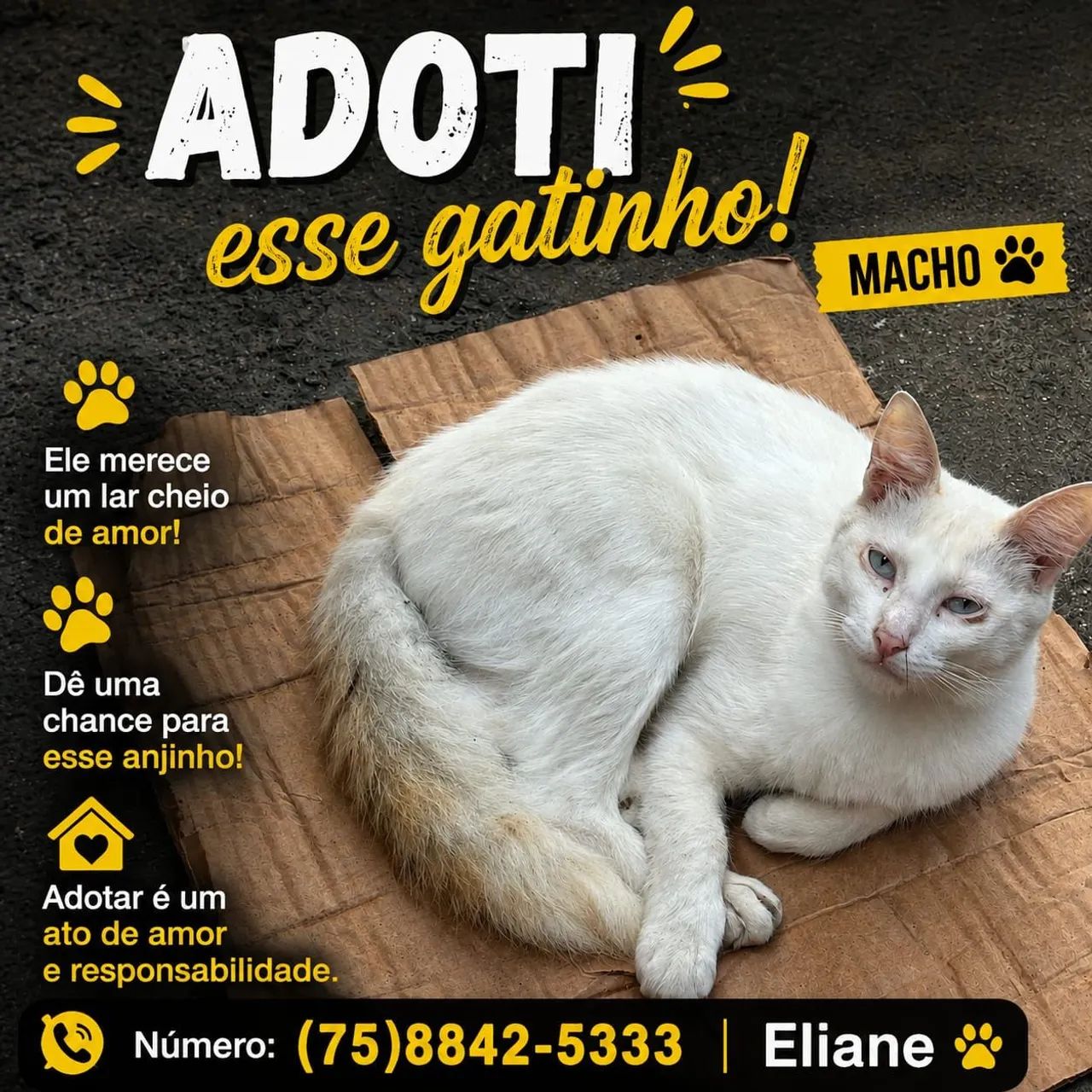 Gatinho para adoção