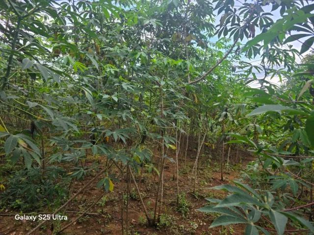 VENDE-SE CAIXAS DE MANDIOCA - Foto 2