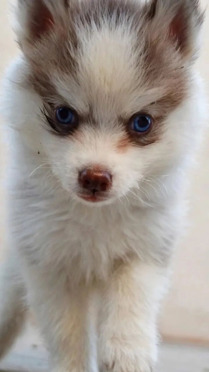 Pomsky F2. .   - Foto 5