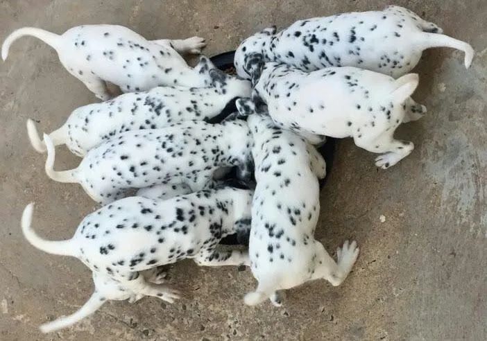 Dalmata encantadores  - Foto 3