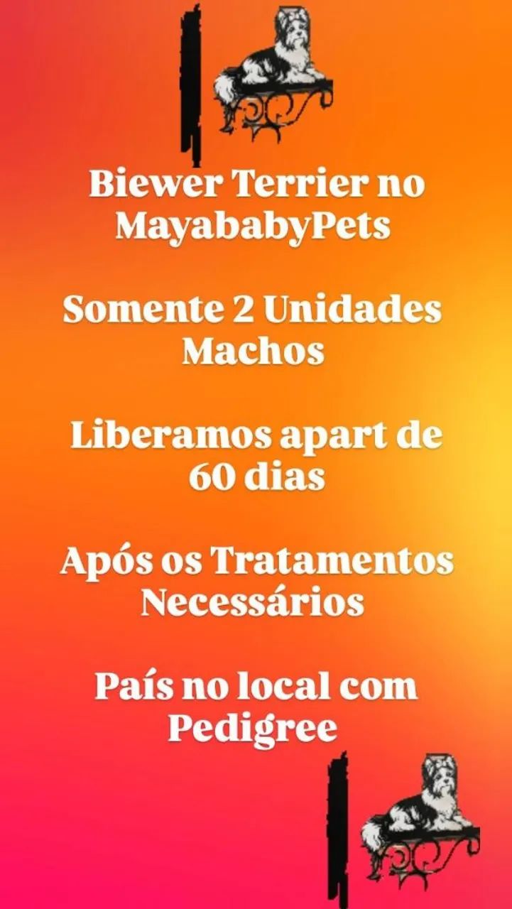 Biewer Terrier Babys Machos  - Foto 3