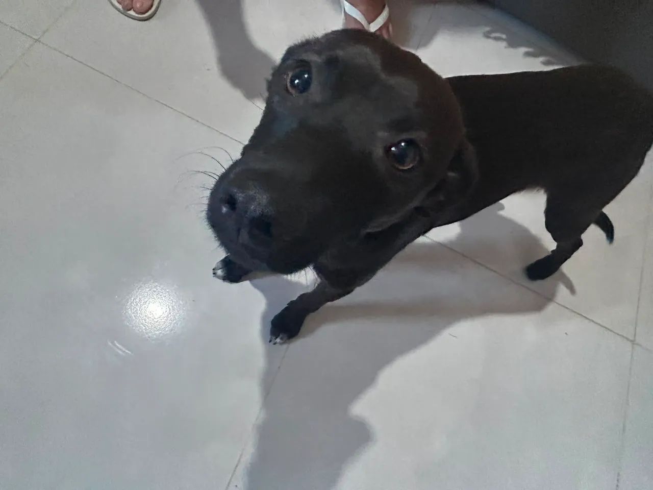 Doa-se cachorrinha dócil
