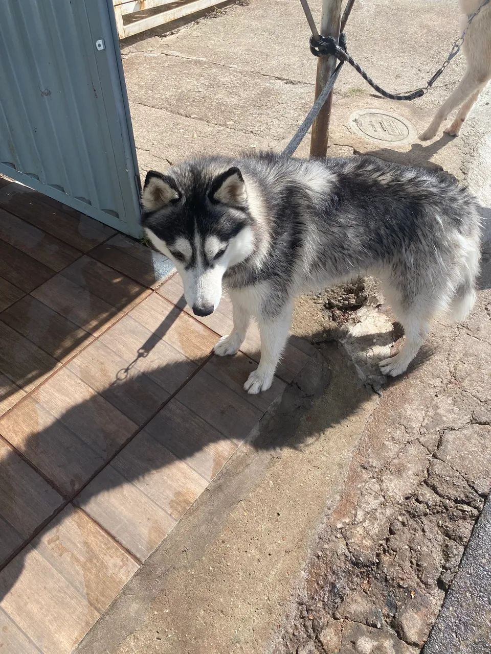 DOA-SE HUSKY DÓCIL  - Foto 2