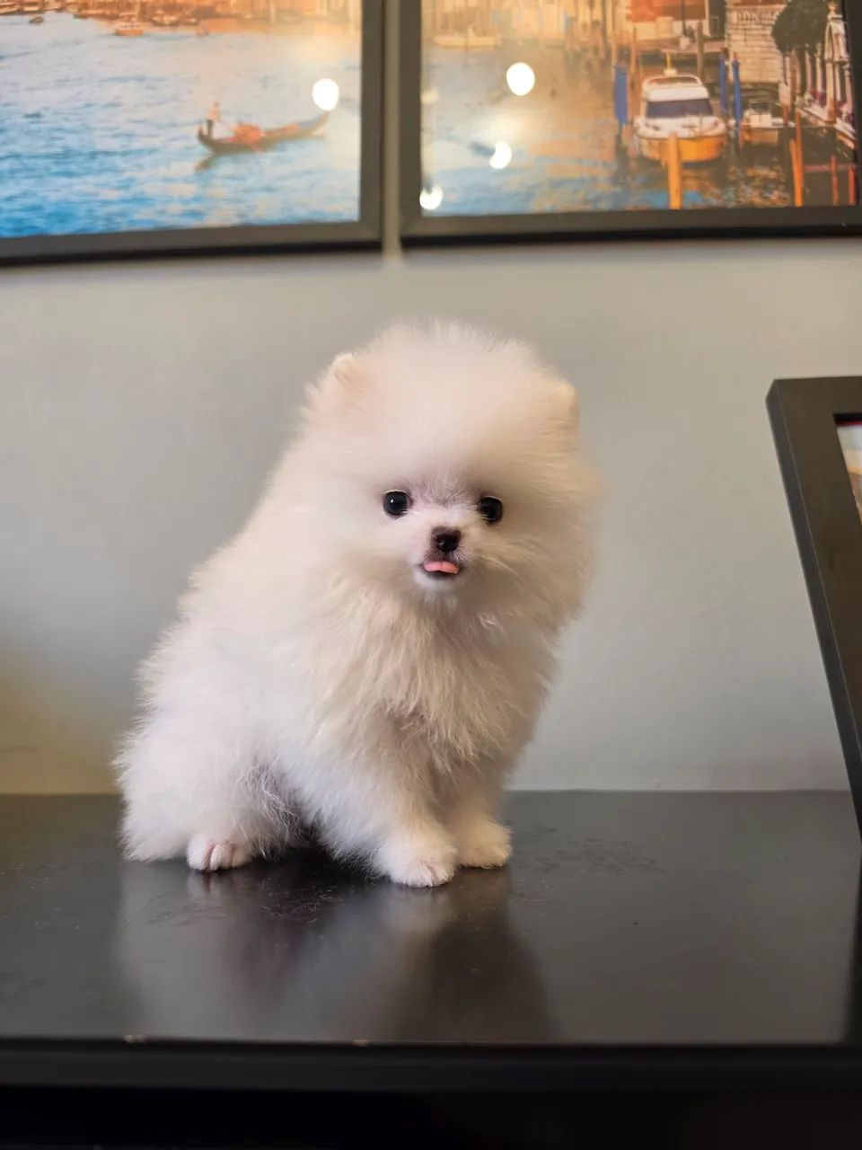 Spitz alemão anão macho - Foto 5