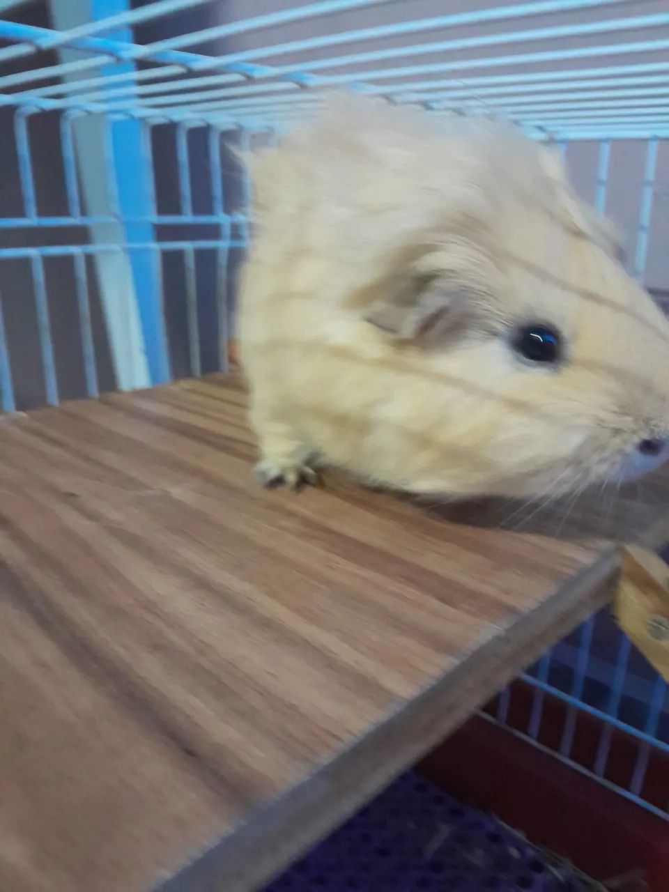 Porquinho da índia doando - Foto 3