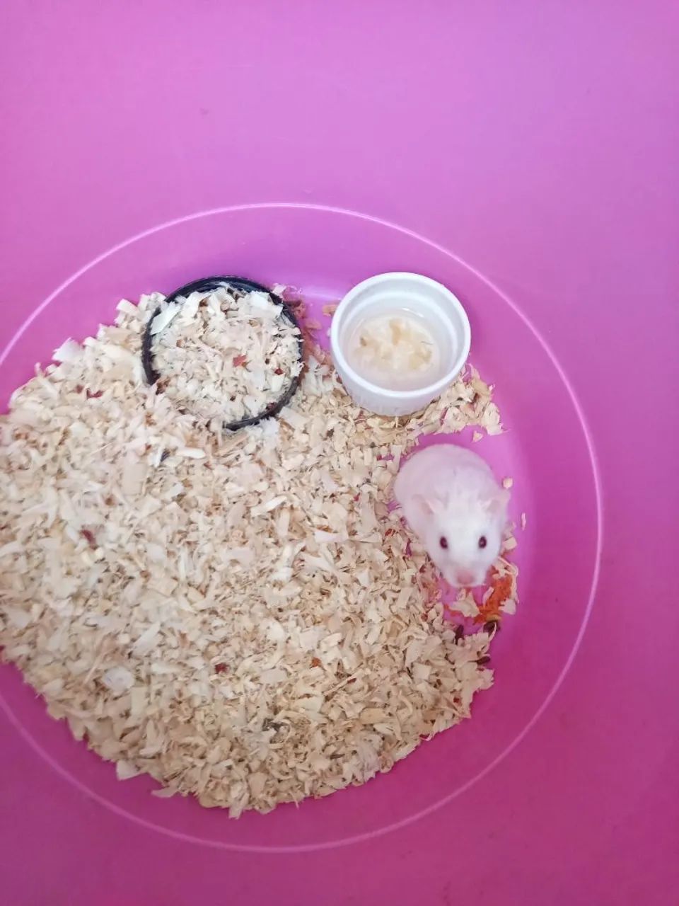 Hamster  - Foto 2