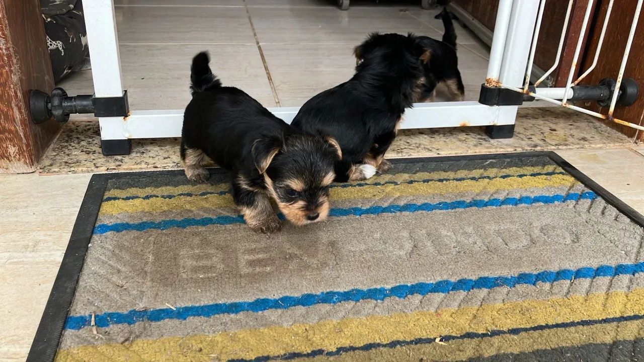 Yorkshire Terrier macho - Foto 3