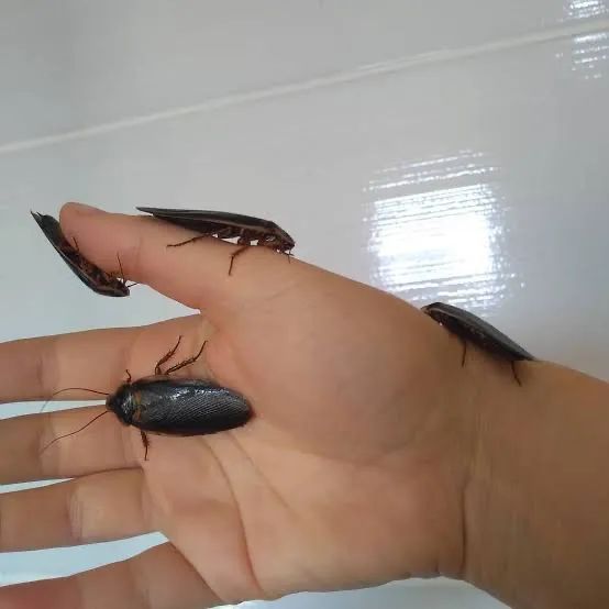 Dubias - alimento para exoticos